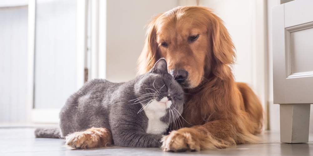 A cat and a dog cuddling up to each other. 